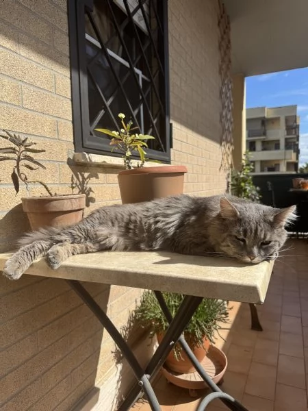 Incrocio Main Coon  | Foto 0