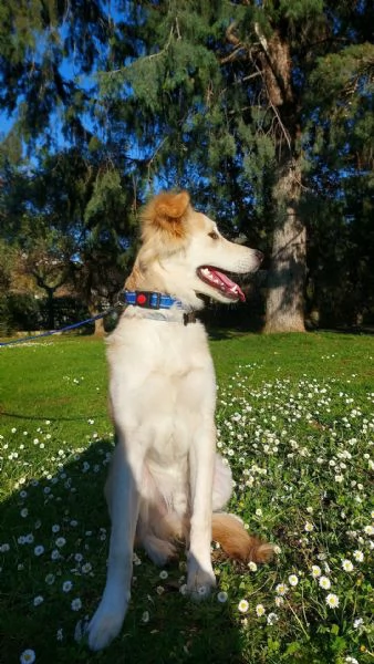 Regalo Leo cucciolo 9 mesi | Foto 4