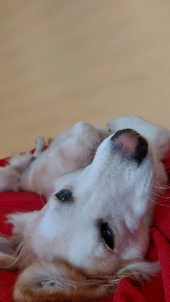 Regalo Leo cucciolo 9 mesi | Foto 3