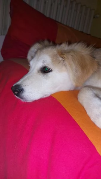 Regalo Leo cucciolo 9 mesi | Foto 2