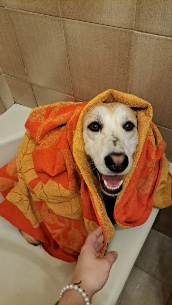 Regalo Leo cucciolo 9 mesi | Foto 1