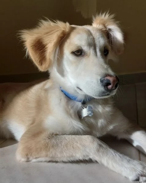 Regalo Leo cucciolo 9 mesi