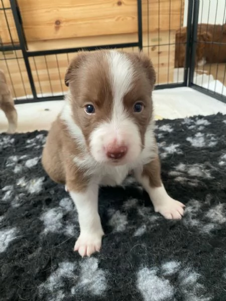 Cuccioli di Border Collie – Maschi Disponibili | Foto 3