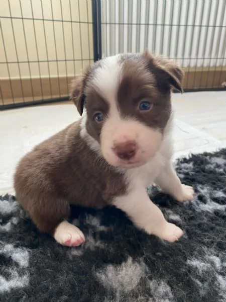 Cuccioli di Border Collie – Maschi Disponibili | Foto 2