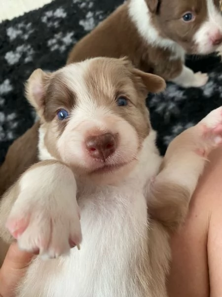 Cuccioli di Border Collie – Maschi Disponibili | Foto 1