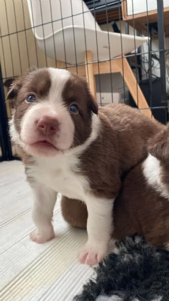 Cuccioli di Border Collie – Maschi Disponibili | Foto 0