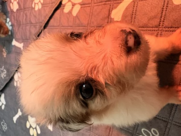 Cuccioli pastore australiano | Foto 2