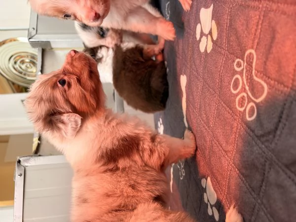 Cuccioli pastore australiano | Foto 1