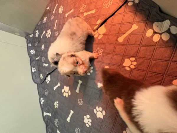 Cuccioli pastore australiano