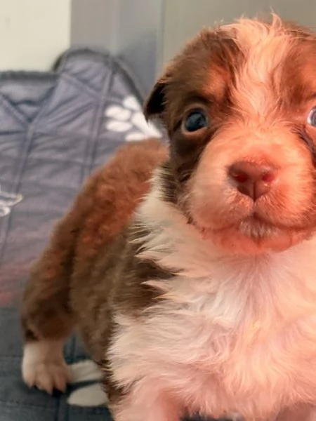 Pastori australiani disponibili dai primi di marzo con pedigree