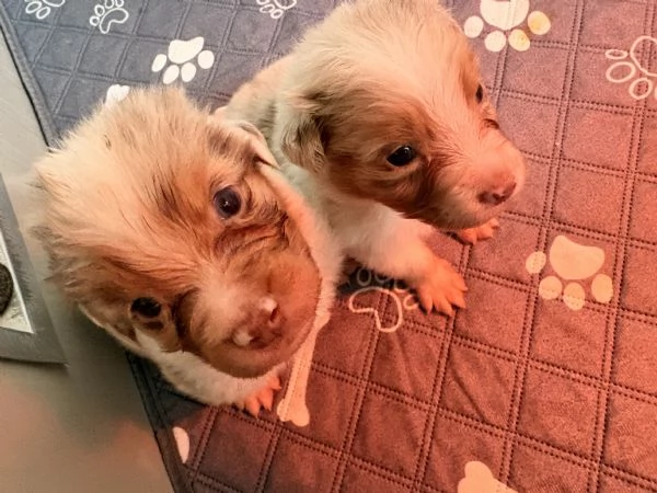 Pastori australiani disponibili dai primi di marzo con pedigree | Foto 1