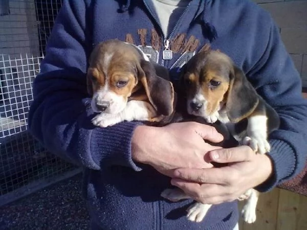 Cuccioli di Beagle addomesticati socialmente