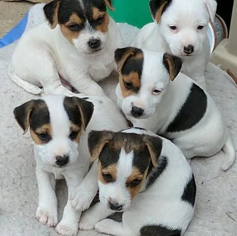 Cuccioli di Jack Russell