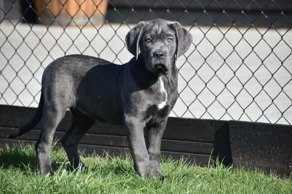 Cuccioli di Cane Corso di colore blu