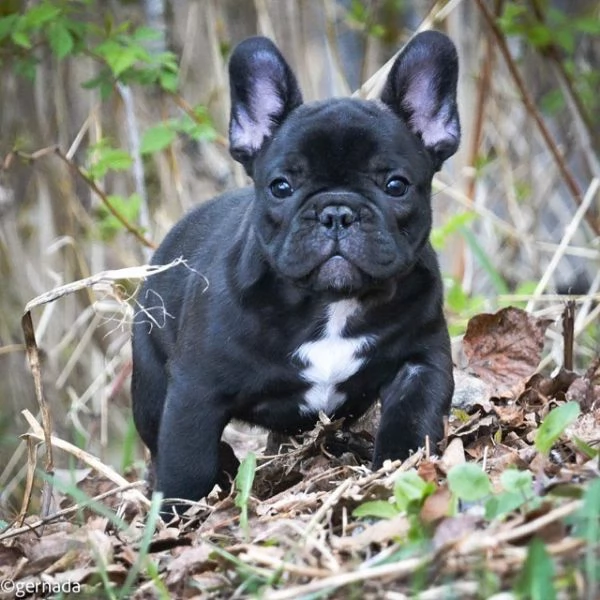 Cuccioli di Bulldog Francese adorabili.  | Foto 2