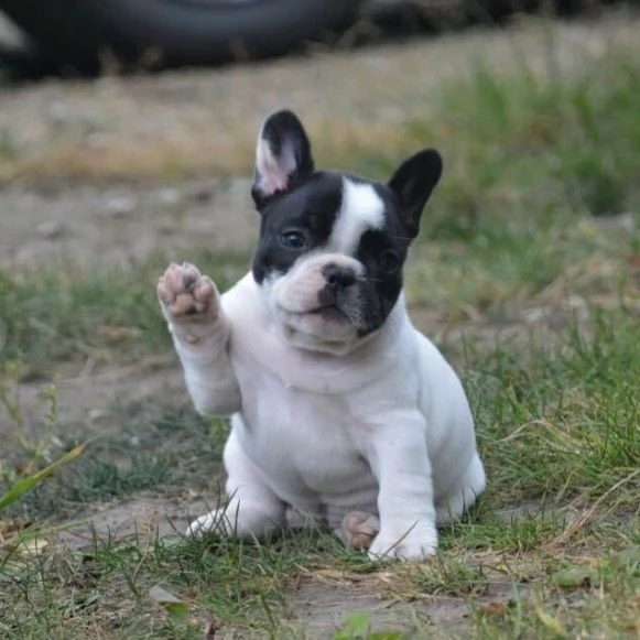 Cuccioli di Bulldog Francese adorabili.  | Foto 1
