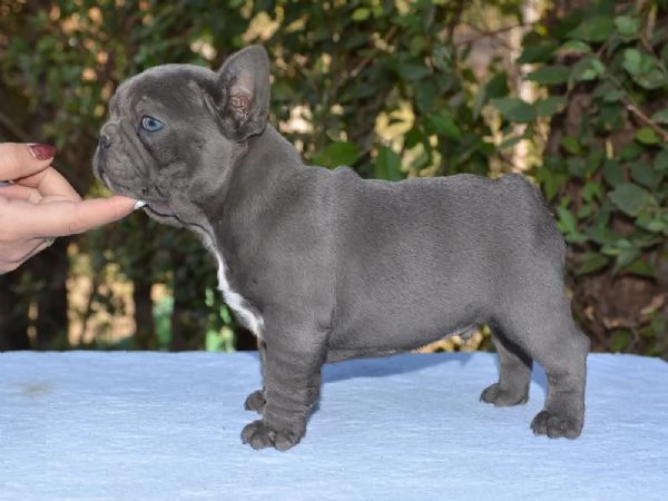 Cuccioli di bulldog francese bellissimi