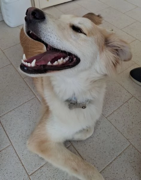 Regalo cucciolo Leo 9 mesi  | Foto 0