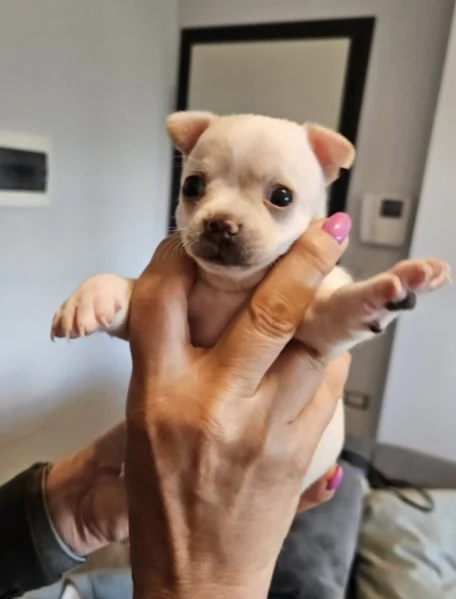 Cuccioli di chihuahua