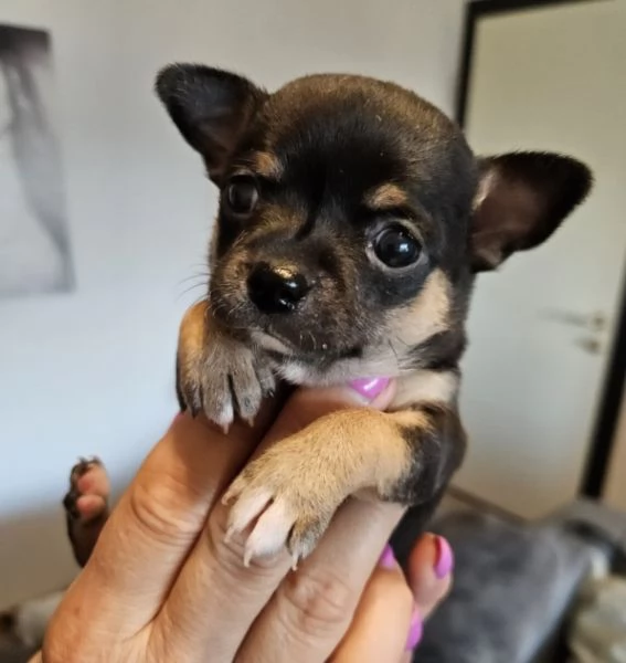 Cuccioli di chihuahua | Foto 1