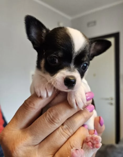 Cuccioli di chihuahua | Foto 0