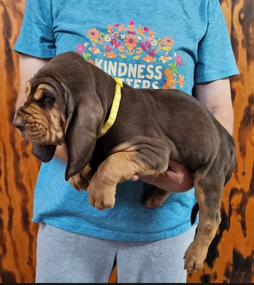 bellissimi cuccioli di Bloodhound per la dozione | Foto 2