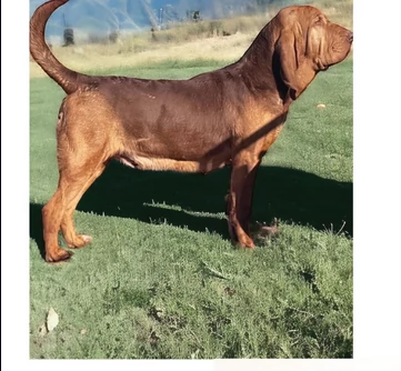 bellissimi cuccioli di Bloodhound per la dozione | Foto 0