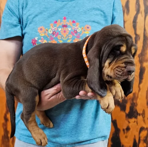 bellissimi cuccioli di Bloodhound per la dozione | Foto 3