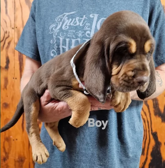 bellissimi cuccioli di Bloodhound per la dozione