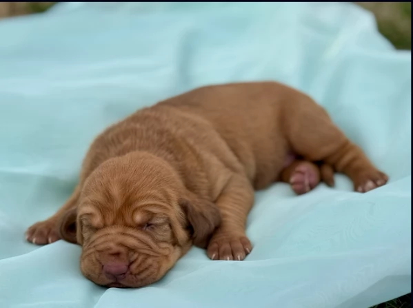 bellissimi cuccioli di Bloodhound per la dozione | Foto 0
