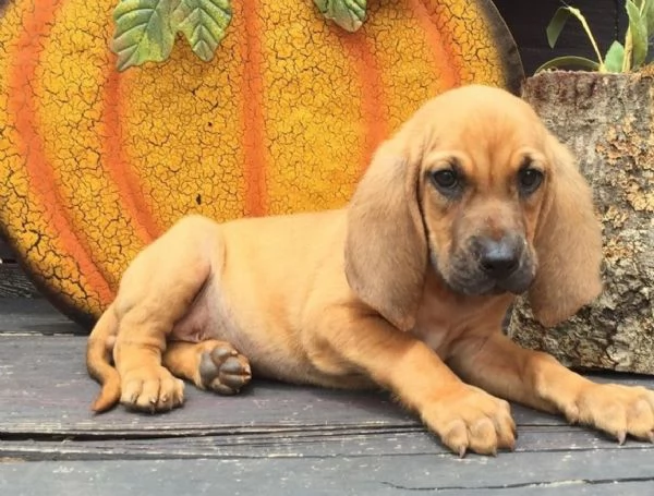 bellissimi cuccioli di Bloodhound per la dozione | Foto 1