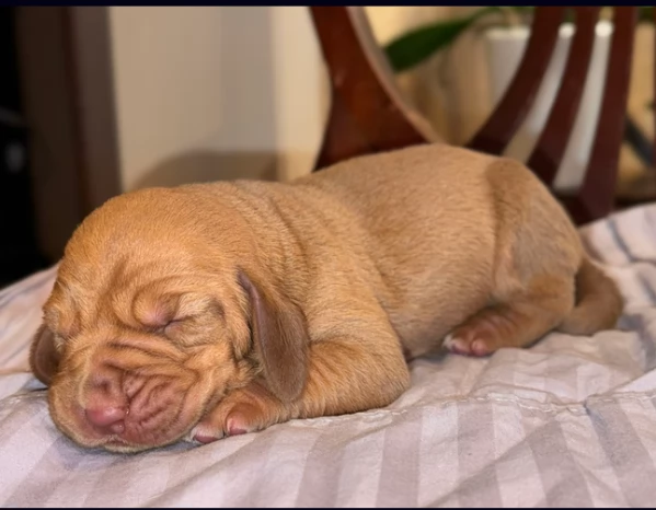 bellissimi cuccioli di Bloodhound per la dozione | Foto 3