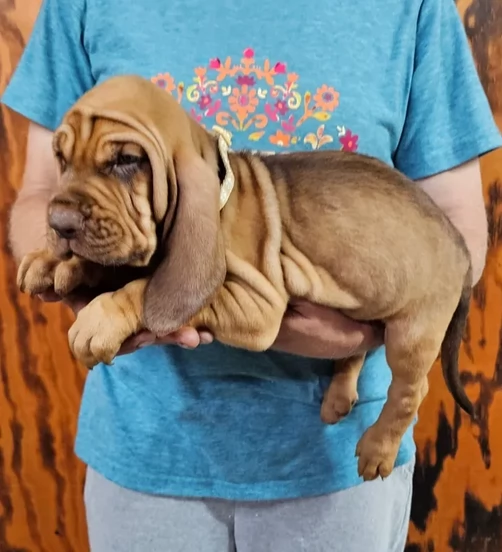 bellissimi cuccioli di Bloodhound per la dozione | Foto 2