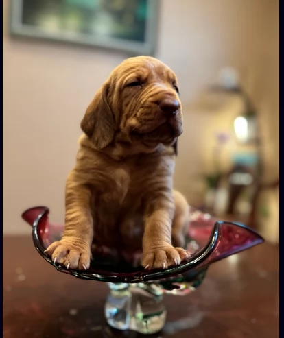 bellissimi cuccioli di Bloodhound per la dozione | Foto 1