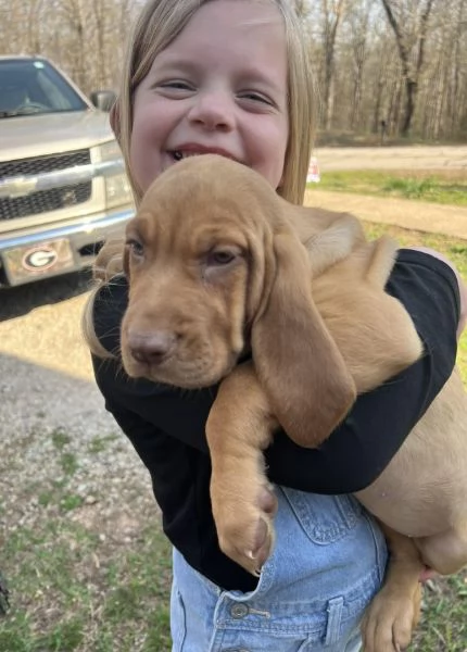 bellissimi cuccioli di Bloodhound per la dozione