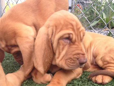 bellissimi cuccioli di Bloodhound per la dozione