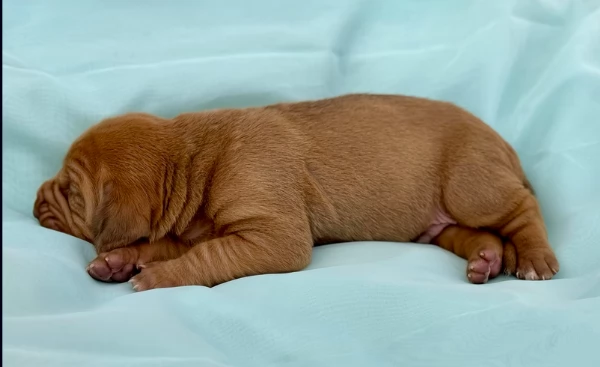 bellissimi cuccioli di Bloodhound per la dozione | Foto 0