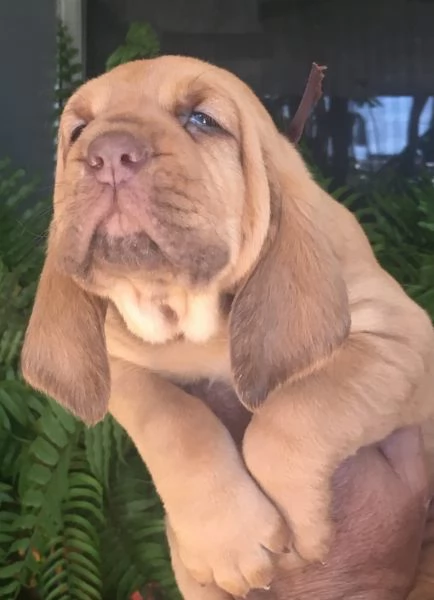 bellissimi cuccioli di Bloodhound per la dozione | Foto 0