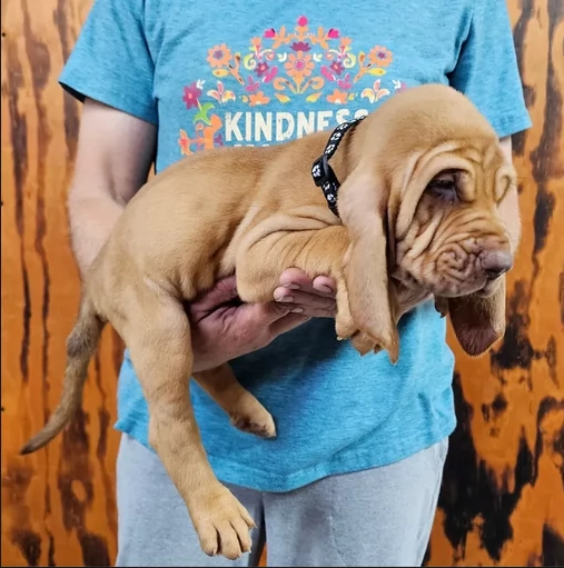 bellissimi cuccioli di Bloodhound per la dozione