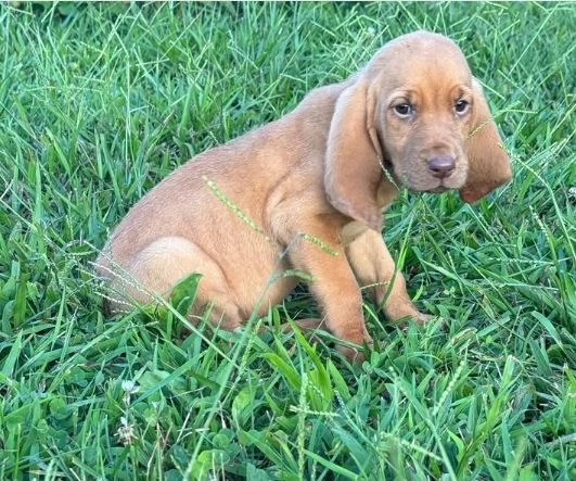 bellissimi cuccioli di Bloodhound per la dozione | Foto 4