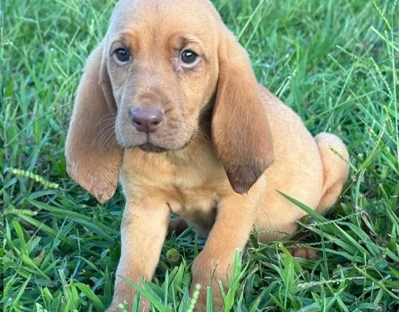 bellissimi cuccioli di Bloodhound per la dozione | Foto 3