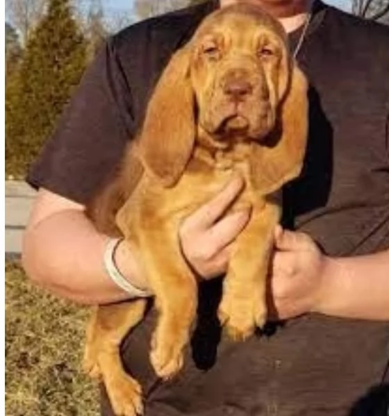 bellissimi cuccioli di Bloodhound per la dozione | Foto 2