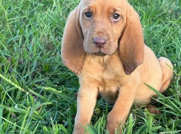 bellissimi cuccioli di Bloodhound per la dozione | Foto 0