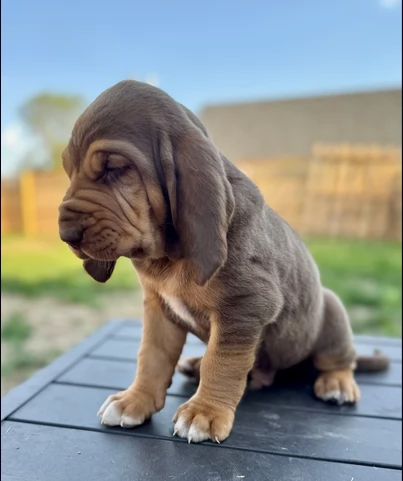 bellissimi cuccioli di Bloodhound per la dozione