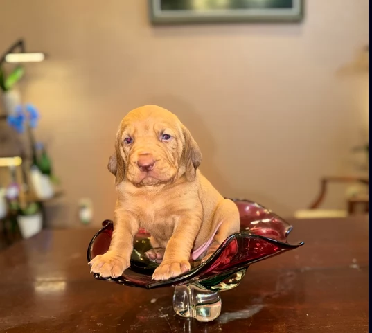 bellissimi cuccioli di Bloodhound per la dozione | Foto 0