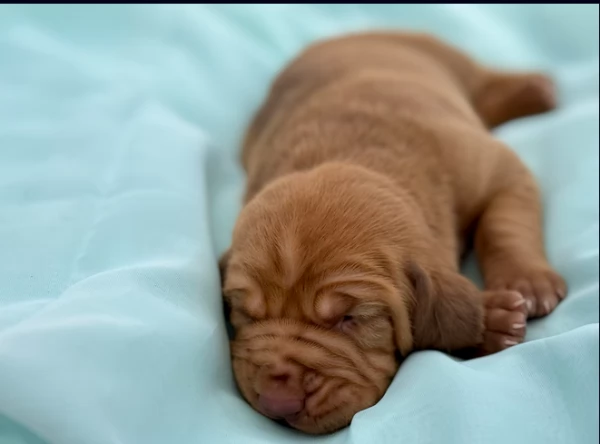 bellissimi cuccioli di Bloodhound per la dozione