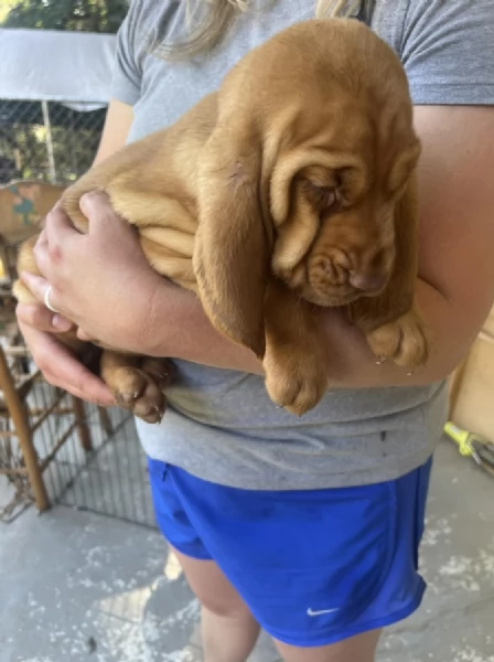 bellissimi cuccioli di Bloodhound per la dozione | Foto 1