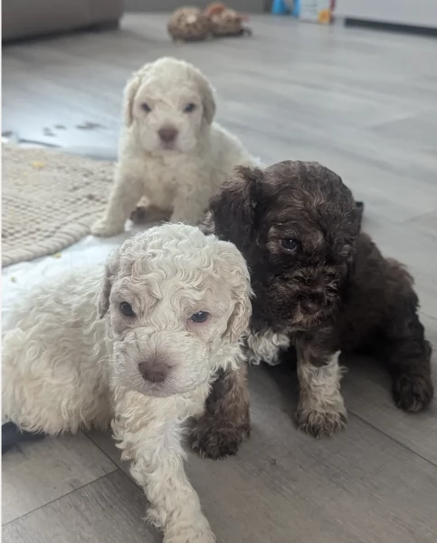 cuccioli di Lagotto romagnolo maschi e femmine per adozione | Foto 5