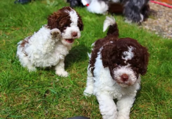cuccioli di Lagotto romagnolo maschi e femmine per adozione | Foto 3