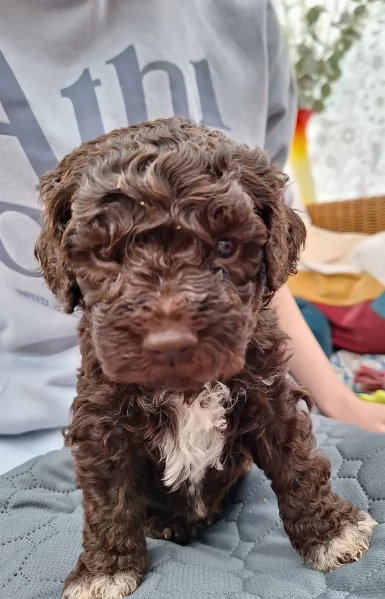 cuccioli di Lagotto romagnolo maschi e femmine per adozione | Foto 6